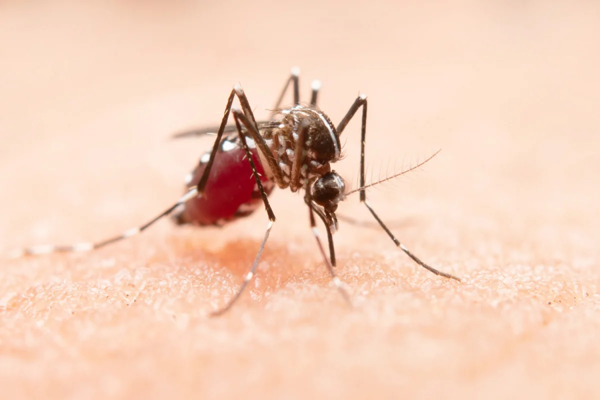 Dengue vs Malaria: How to Tell the Difference and When to See a Doctor